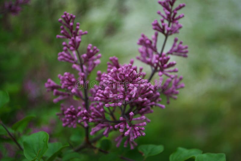 Purple Flowers on a Bush in the Spring Stock Image Image of gardening