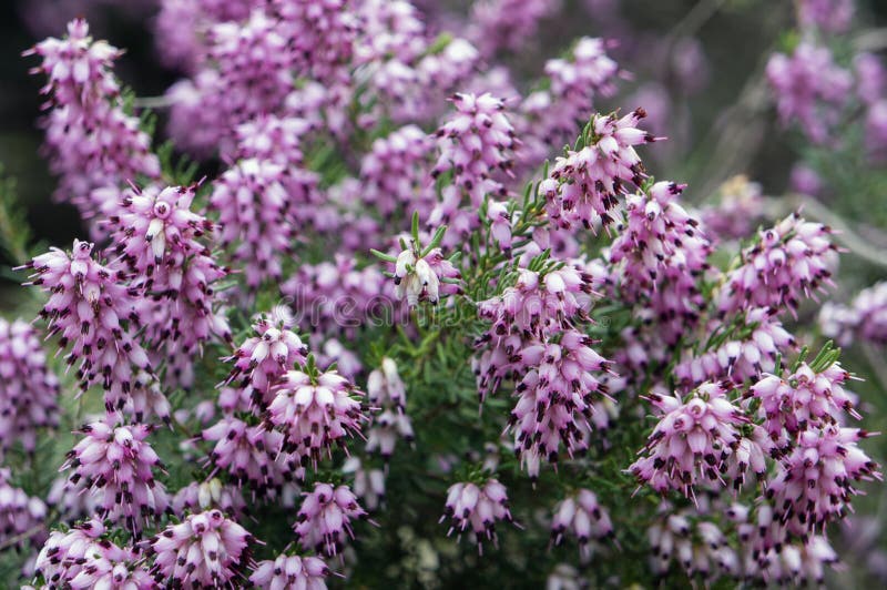 Best Erica Gracilis Royalty-Free Images, Stock Photos & Pictures