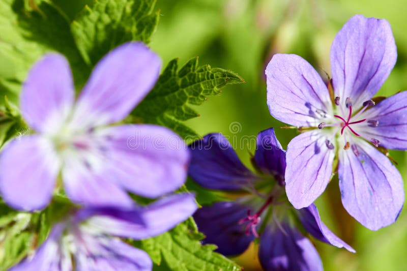 Wild Geranium by the Wayside Stock Image Image of botanical, close