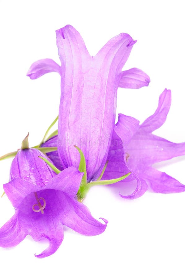 Purple Flowers of Giant Bellflower royalty free stock photos Purple Flowers of Giant Bellflower royalty free stock photos