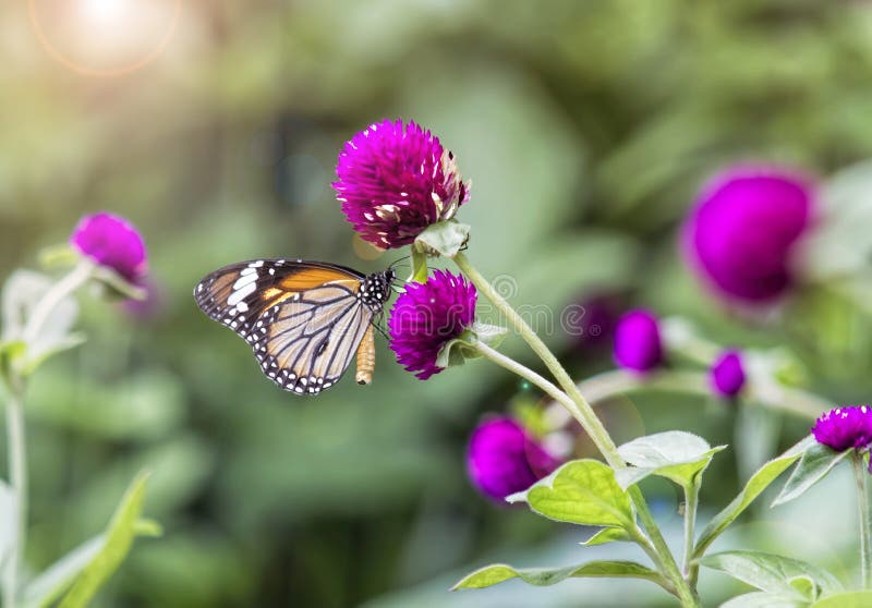 Purple Flowers (Globe Amaranth) Stock Image Image of orange, biology