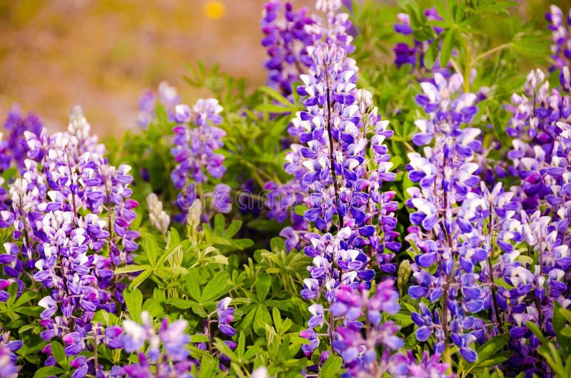 Purple Flowers with Green Leaves Close Up View in Iceland Stock Image ...
