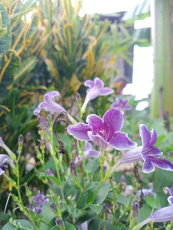 Purple Flowers that Grow on the Edge of My Yard Stock Image Image of