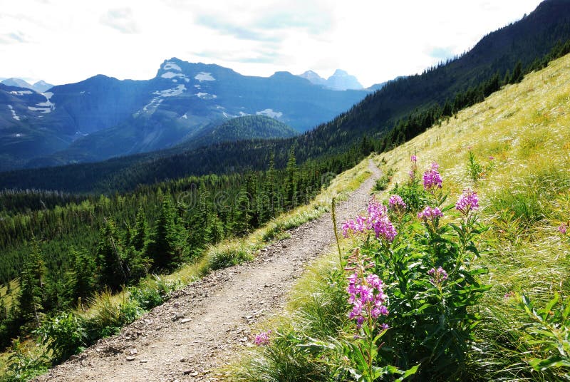 Purple Flowers On Hiking Trail Picture. Image 6558497