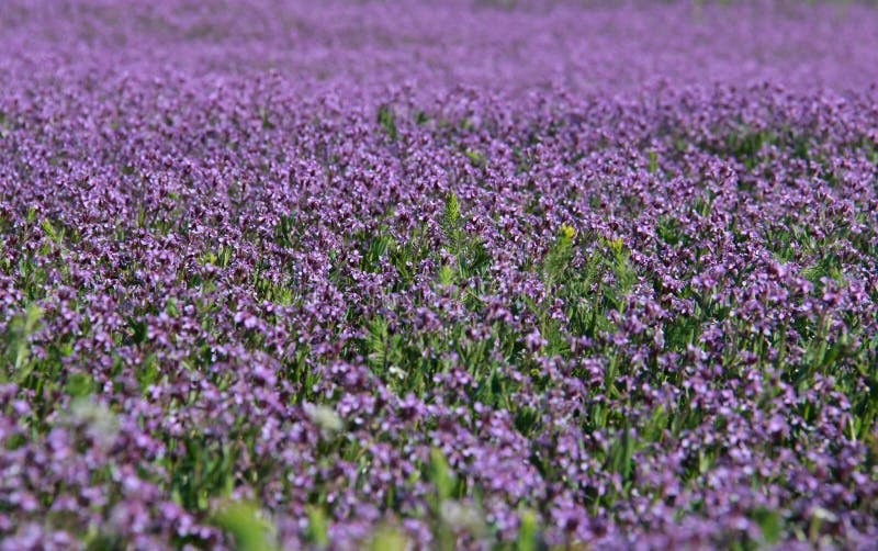 Utah Purple Flowers stock photo. Image of pretty, bloom 30545386