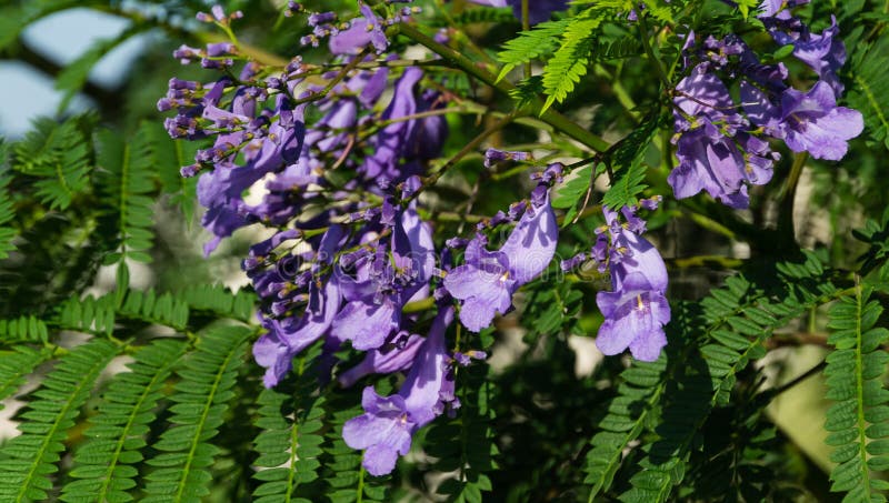 jacaranda tree flower