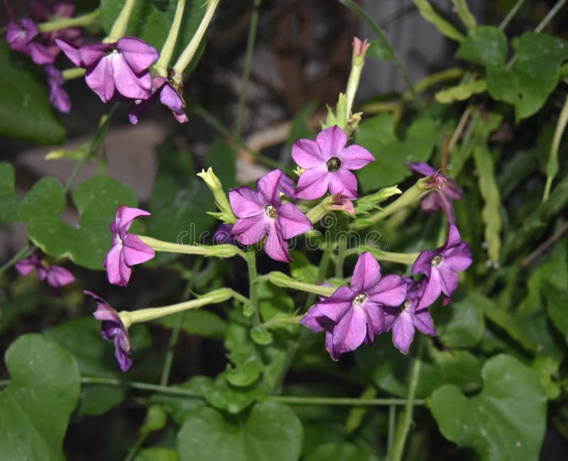 Purple flowers of a nicotiana tobacco plant with green leaves in a garden.