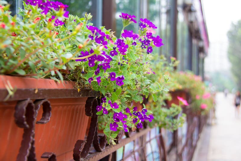 Purple Flowers Outside the Window Stock Photo Image of windowsill