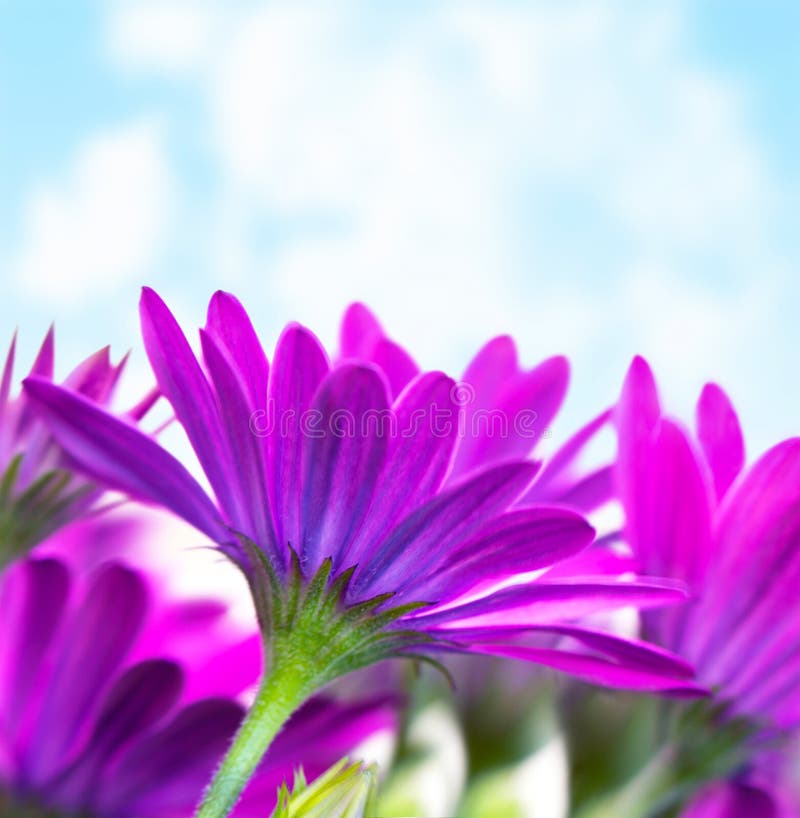 Purple flowers over blue sky
