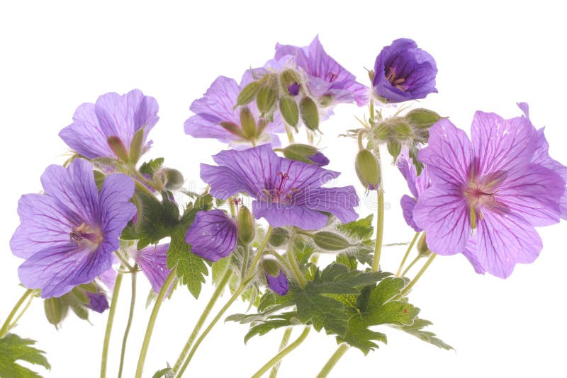 Purple flowers over white background