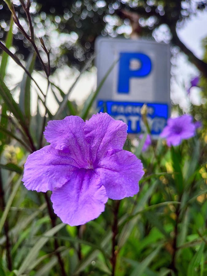 Purple Flowers in the Parking Lot Stock Photo Image of flowers