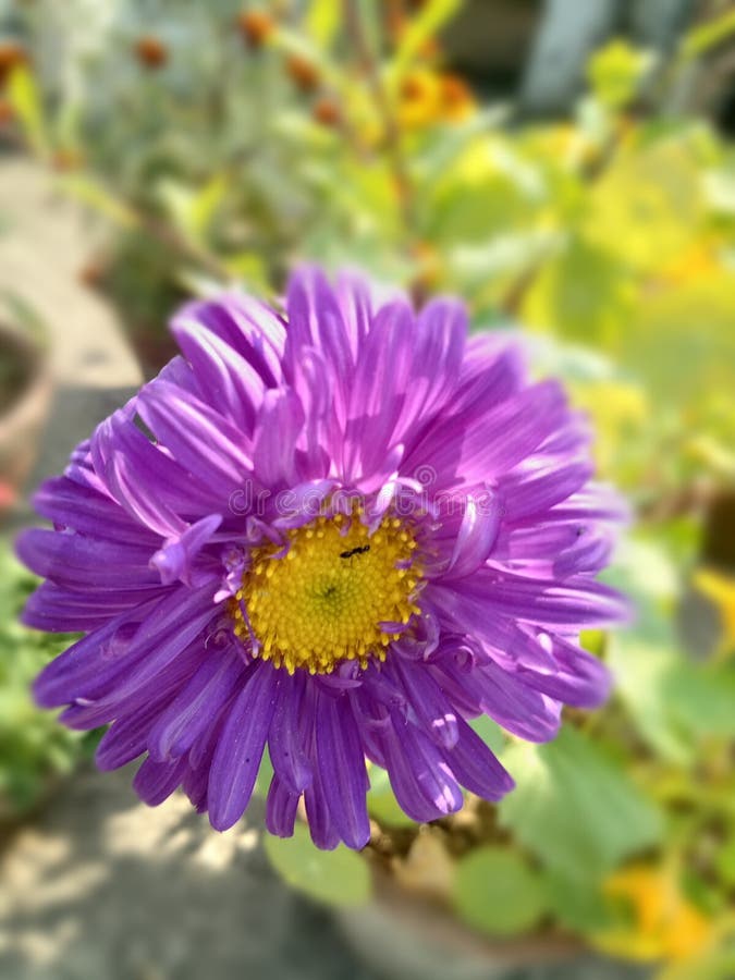 Purple Flowers Plant Winter Spring India Stock Photo Image of purple, flowers 171315590