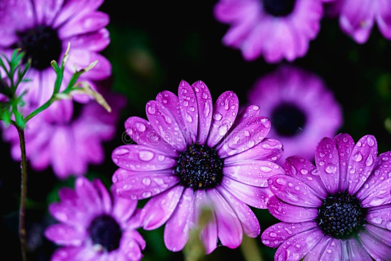 Purple flowers with rain drops. Close up macro photography of nature. Colorful purple flowers. Nature of New York, in Central Park.