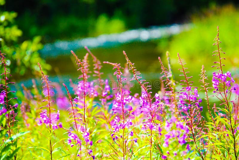 Purple Flowers Beside The River Stock Image Image of bright, flowing 138868727