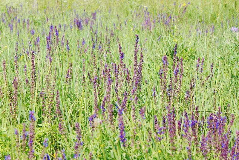 146 Sage Colored Flowers Stock Photos Free & RoyaltyFree Stock Photos from Dreamstime