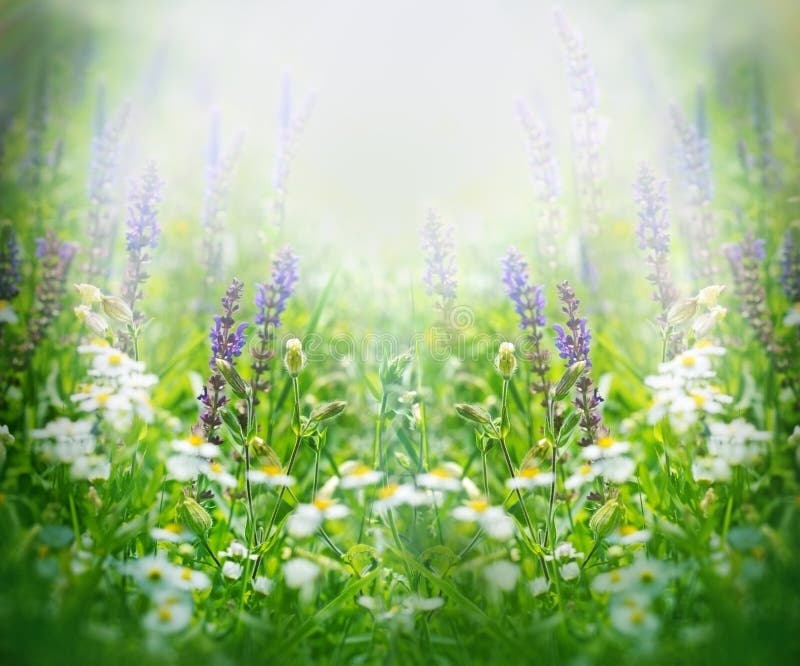 Purple flowers in spring lit by the sun