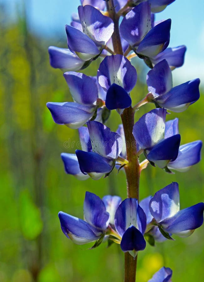 Purple flowers of the Succulent Lupine, Lupinus succulentus