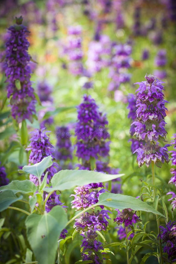 Purple Flowers in Sunny Garden Stock Photo Image of leafy, blooming