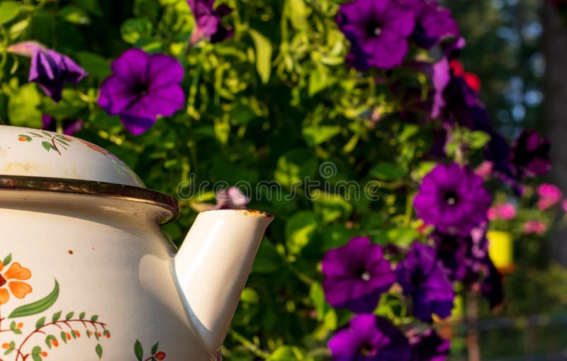 Purple Flowers with a Tea Pot Spout in the Foreground Stock Photo