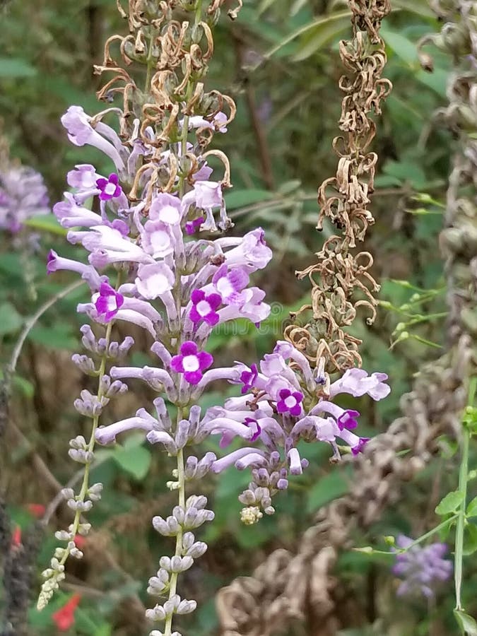 Purple flowers in Texas stock image. Image of fall, botanical 190847011