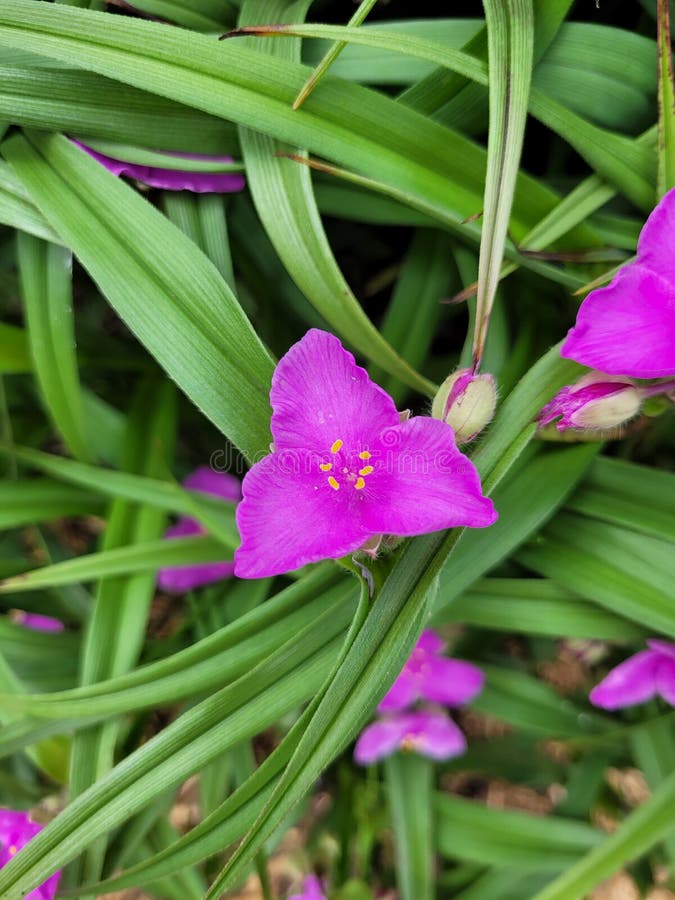 Purple Flowers with Three Petals Stock Photo Image of orchid, plant