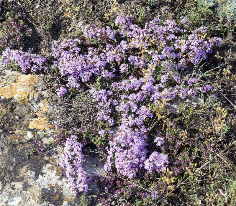 Purple Flowers of Thyme Crimean . Stock Photo Image of blossom, thyme