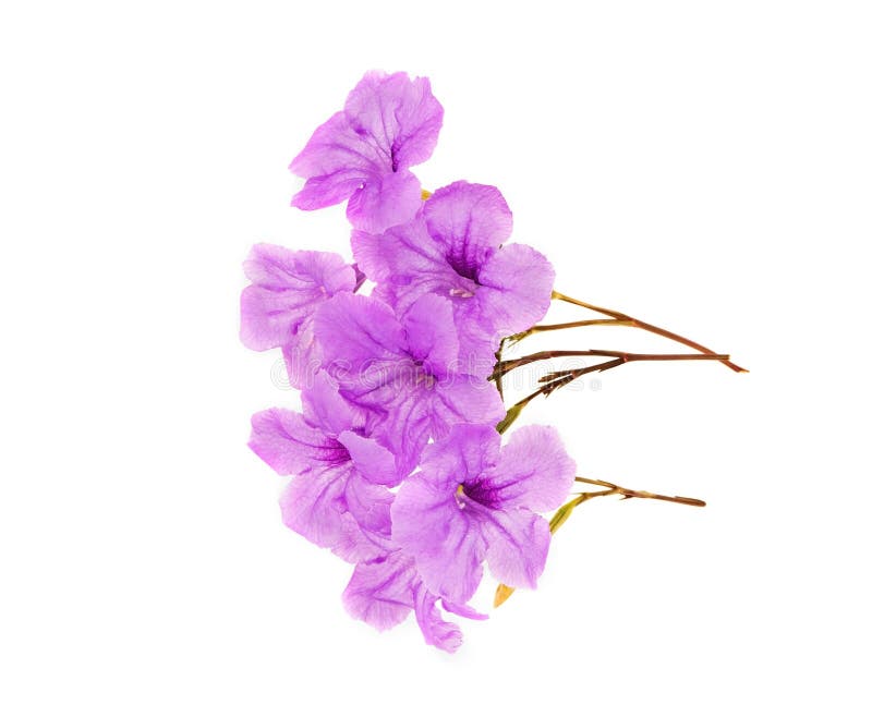 Purple Flowers Top View on White Background Stock Image - Image of