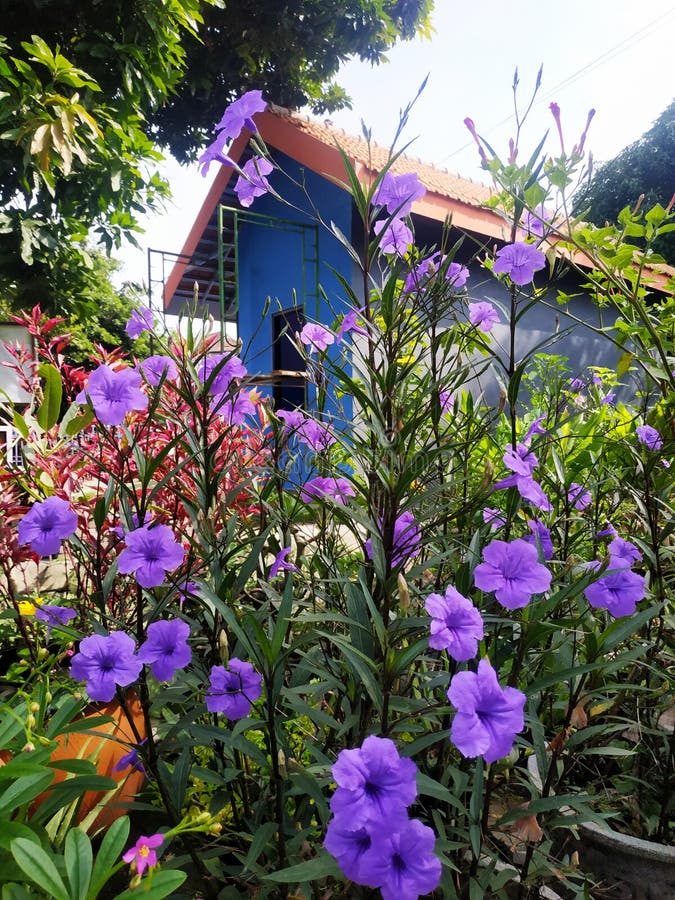 Purple Flowers in the Village Garden Stock Image - Image of house ...