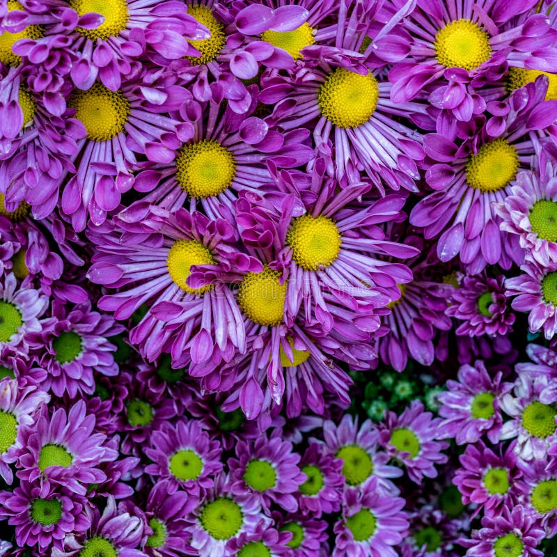 Purple flowers wall stock photo. Image of pattern, abstract 86177756