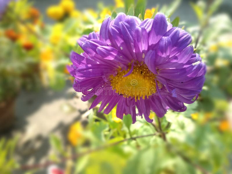 Purple Flowers Winter Spring India Stock Photo Image of purple, spring 171314406