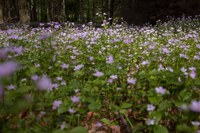 Purple Forest Flowers in Scotland Stock Photo - Image of springtime ...