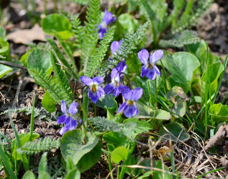 Purple Forest Violet Flowers are Blooming in the Spring Forest Stock Photo Image of wild