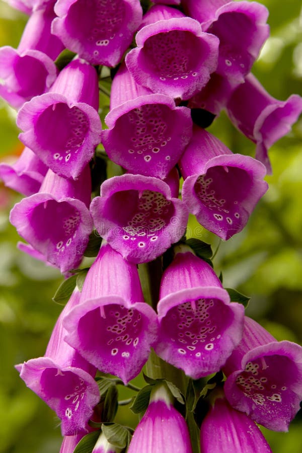 Fox glove flower stock photo. Image of blossom, mauve 2775370