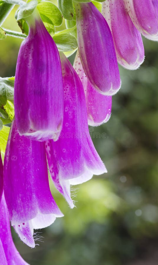 Close up image of purple foxglove flower