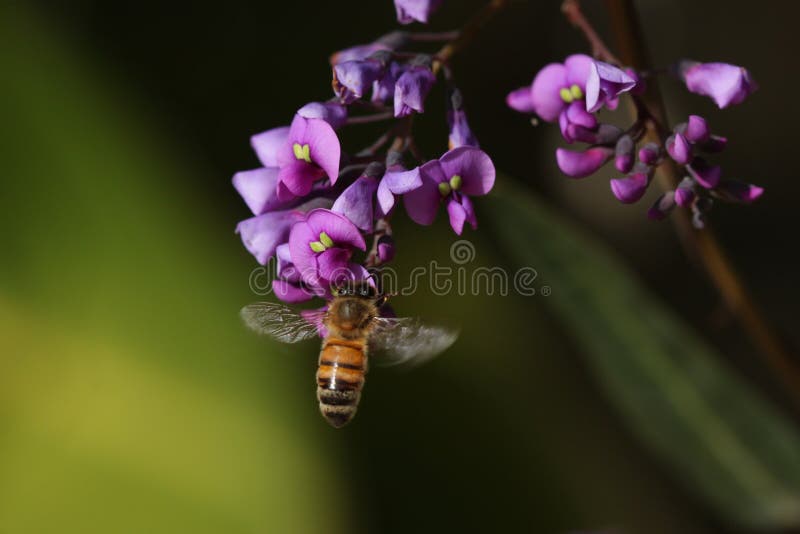 purple för biblommahonung royaltyfria foton purple för biblommahonung royaltyfria foton