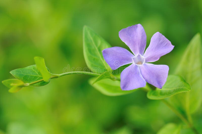Purple för vintergröna för bakgrundsblommagreen royaltyfri fotografi