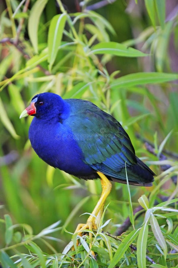 Purple Gallinule stock photos Purple Gallinule stock photos