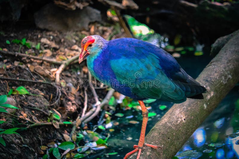 Purple gallinule on the branch stock photo Purple gallinule on the branch stock photo