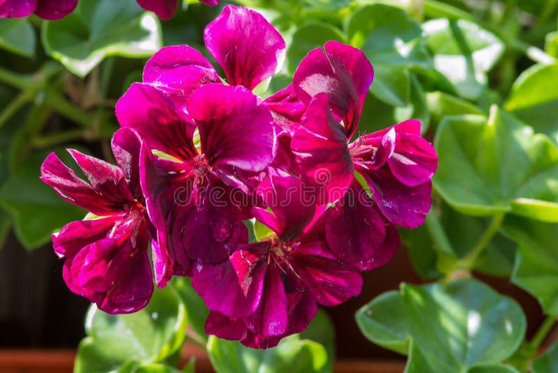 Purple Garden Geranium Flowers Stock Image Image of botany, people
