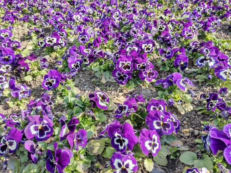 Purple Garden Pansy Flowers in Spring Stock Image Image of nature