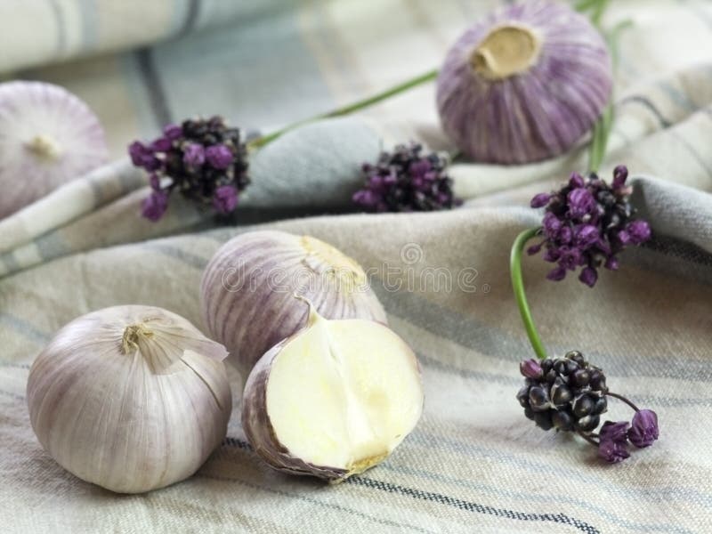 Purple Garlic Vine stock photo. Image of outdoor, bloom 166136248