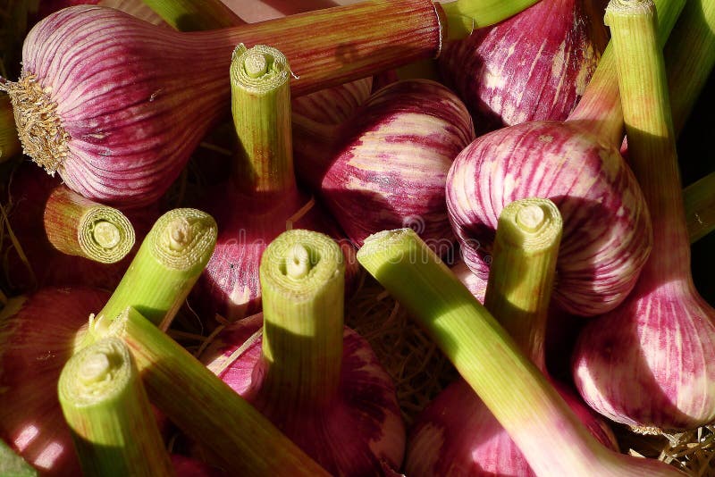 Purple garlic bulbs stock image. Image of uncooked, seasoning 99180379