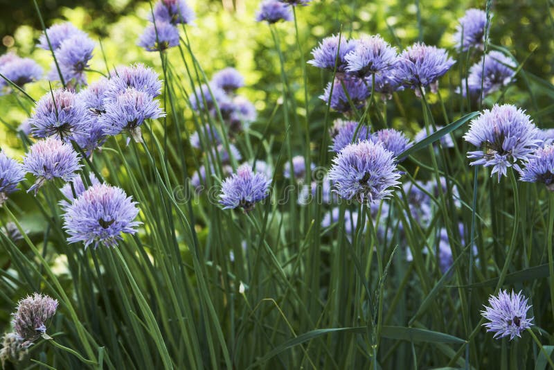 Purple Garlic Flowers, Closeup Stock Image Image of ball, field