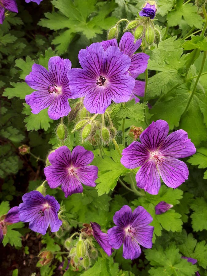Single petal geraniums