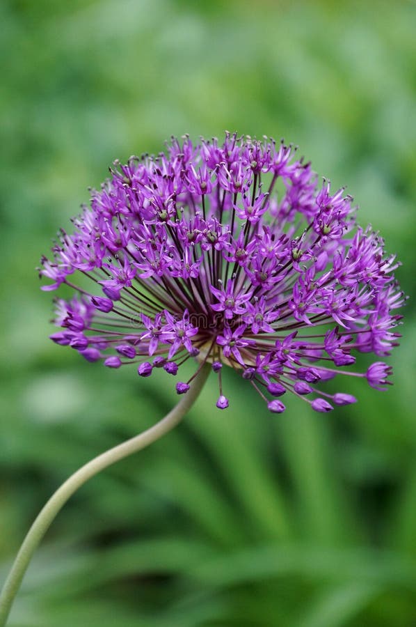 688 Allium Flower Purple Globe Stock Photos Free & RoyaltyFree Stock