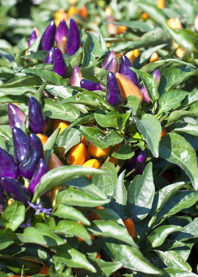 Purple and Gold Ornamental Peppers Stock Photo Image of vibrant