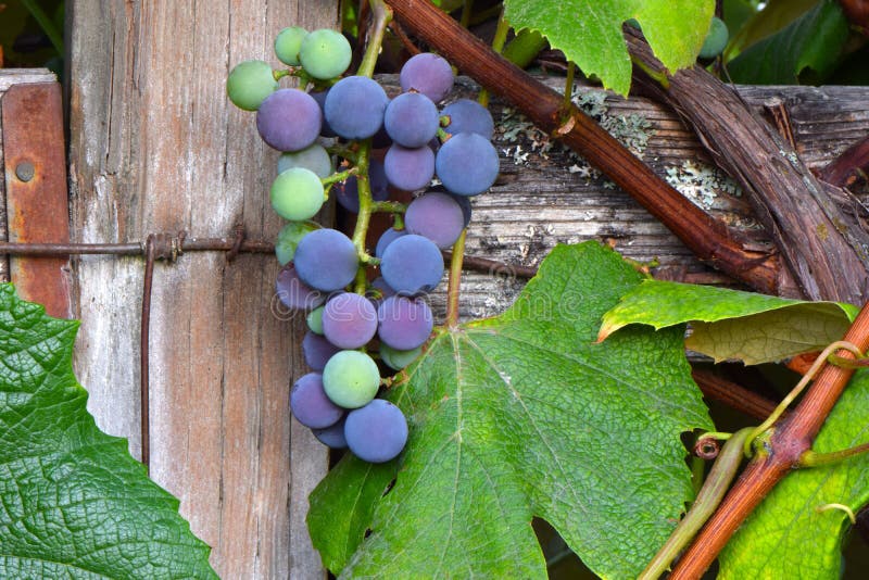 Purple and Green Grape Cluster 08 Stock Photo Image of garden, wine