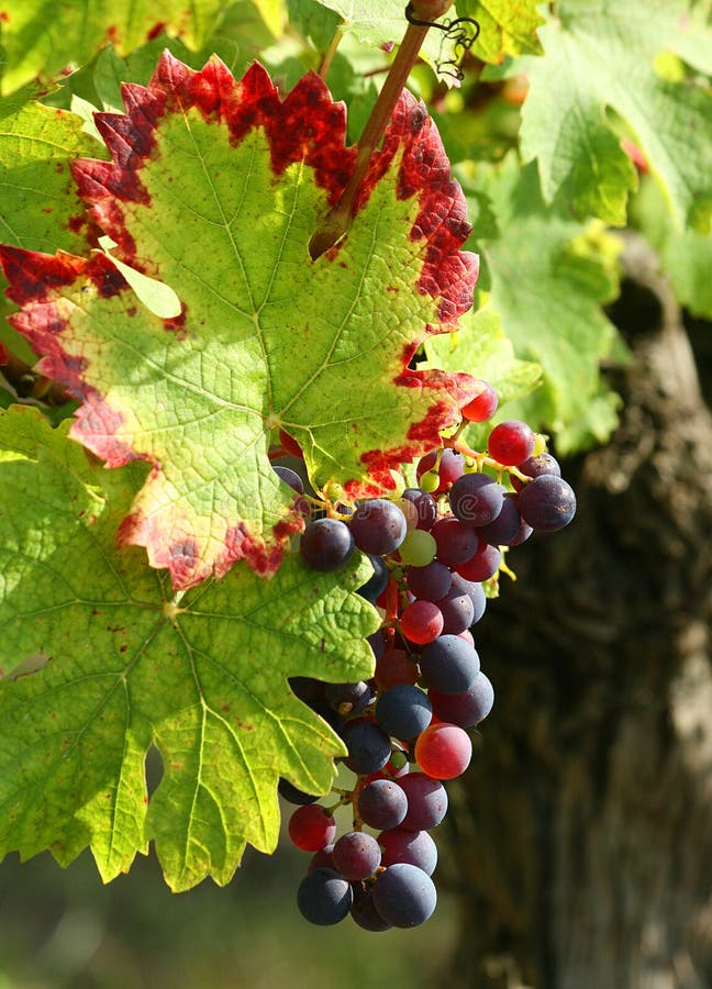 Purple grapes detail stock image. Image of nature, spring 6342553