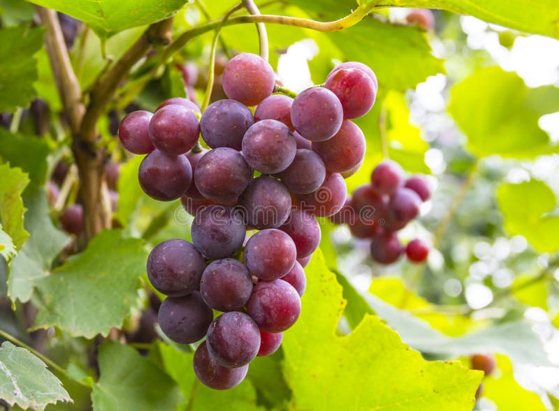 Purple Grapes Growing on a Branch Stock Photo Image of grow, harvest