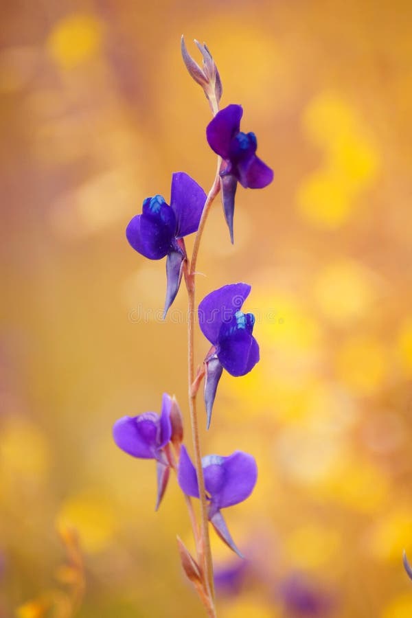 Purple grass flower stock photo. Image of purple, blossom 83509298